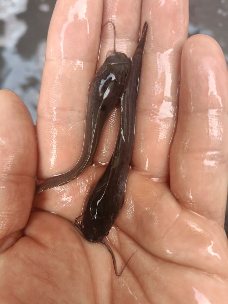 埃及大口鲶鱼特大号胡子鲶大型淡水养殖食用好养耐活不挑水质