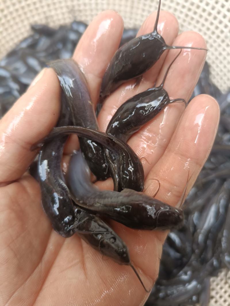 埃及大口鲶鱼特大号胡子鲶大型淡水养殖食用好养耐活不挑水质
