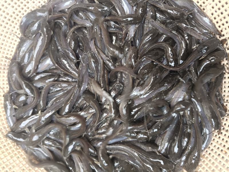 埃及大口鲶鱼特大号胡子鲶大型淡水养殖食用好养耐活不挑水质