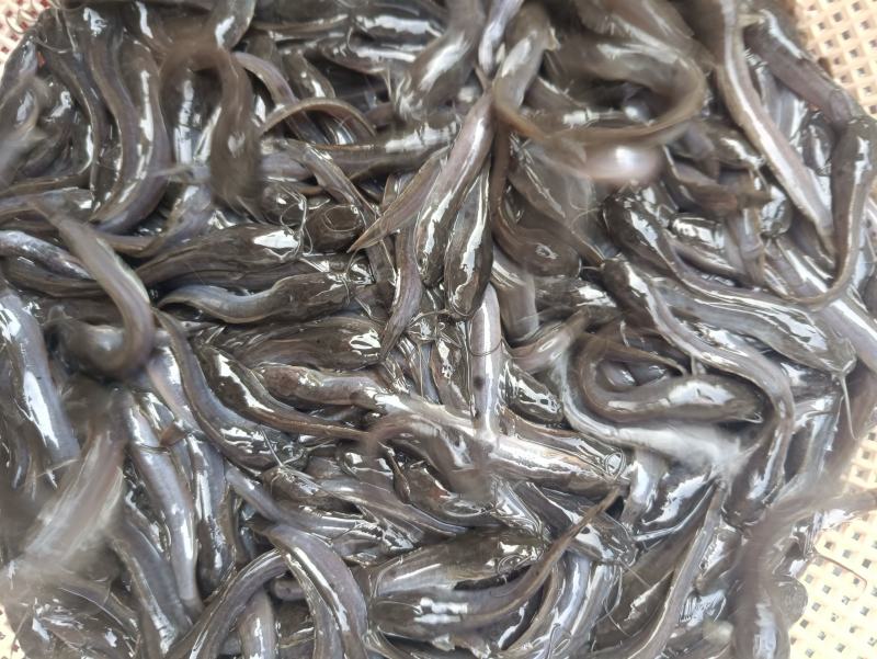 埃及大口鲶鱼特大号胡子鲶大型淡水养殖食用好养耐活不挑水质