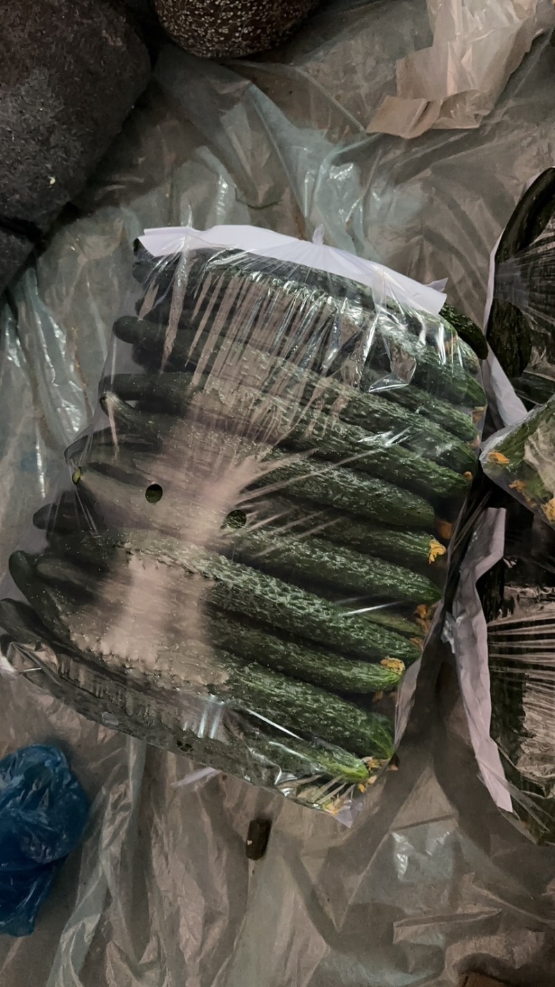 夏邑密刺黄瓜，河南黄瓜，大量供应电商市场