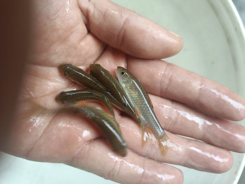 优质军鱼苗淡水养殖黄娟鱼光眼青棍清波鱼倒刺鲃鱼路亚青竹皖