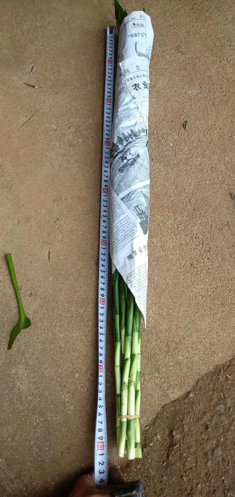 海南基地精品富贵竹，货源充足，质量保证，量大从优欢迎采购