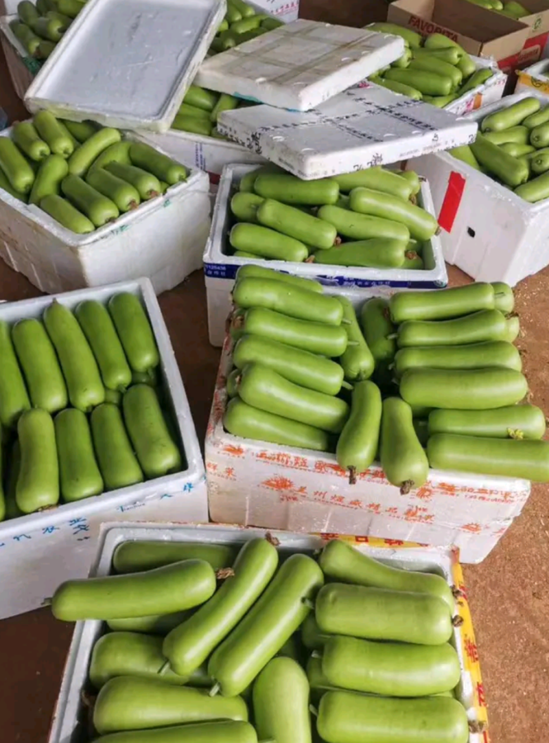 【优选】广东瓠瓜白瓜蒲瓜产地直发按需分练