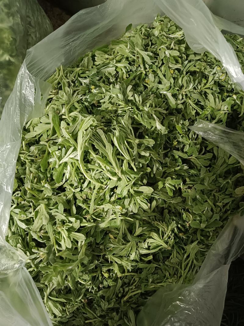 鼠曲草，清明草，清明果材料