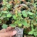 无纺布袋苗/鲜切花玫瑰月季苗四季开花/带土发货