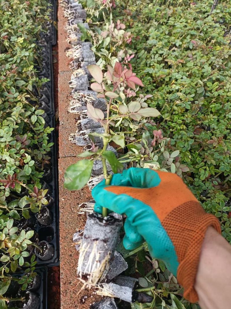 无纺布袋苗/鲜切花玫瑰月季苗四季开花/带土发货