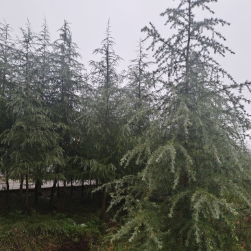 高度5米雪松（苗圃直供，树型好，价格实惠）