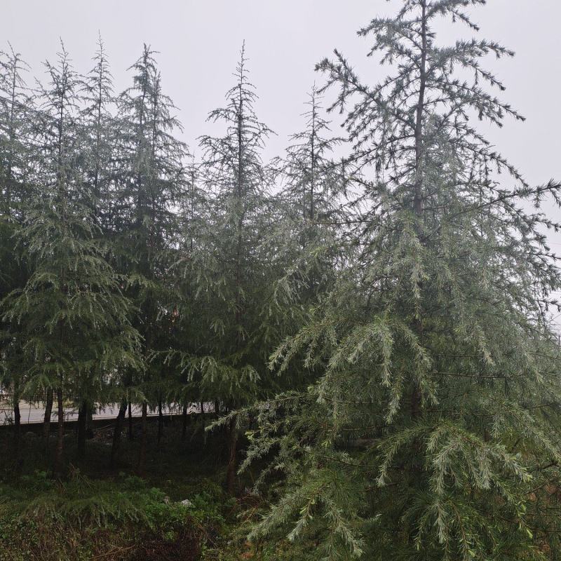 高度5米雪松（苗圃直供，树型好，价格实惠）