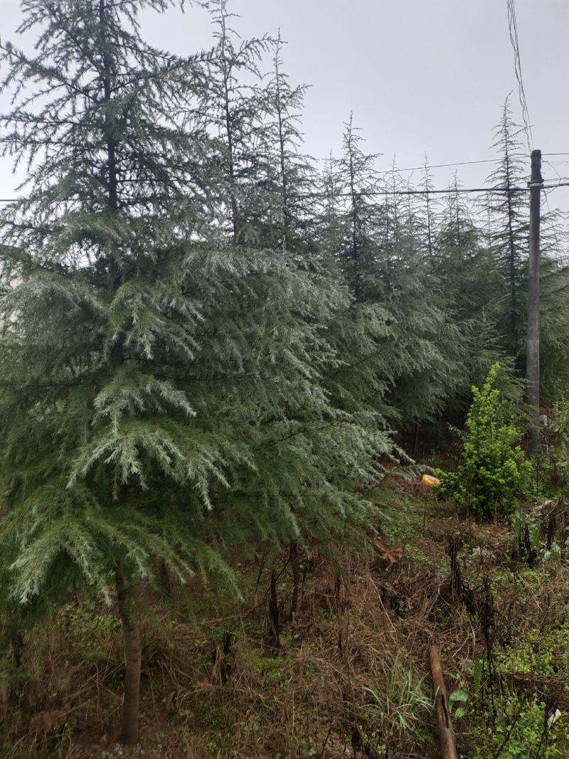 高度5米雪松（苗圃直供，树型好，价格实惠）