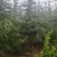 高度5米雪松（苗圃直供，树型好，价格实惠）