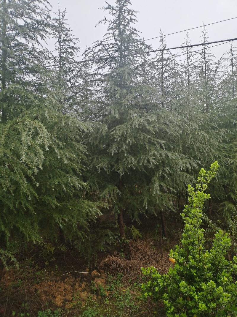 高度5米雪松（苗圃直供，树型好，价格实惠）