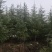 高度5米雪松（苗圃直供，树型好，价格实惠）