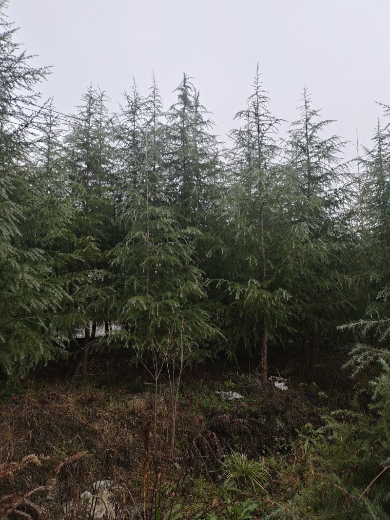 高度5米雪松（苗圃直供，树型好，价格实惠）