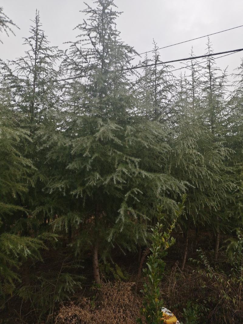 高度5米雪松（苗圃直供，树型好，价格实惠）