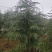 高度5米雪松（苗圃直供，树型好，价格实惠）