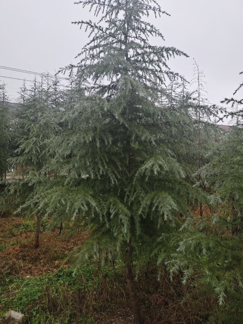高度5米雪松（苗圃直供，树型好，价格实惠）