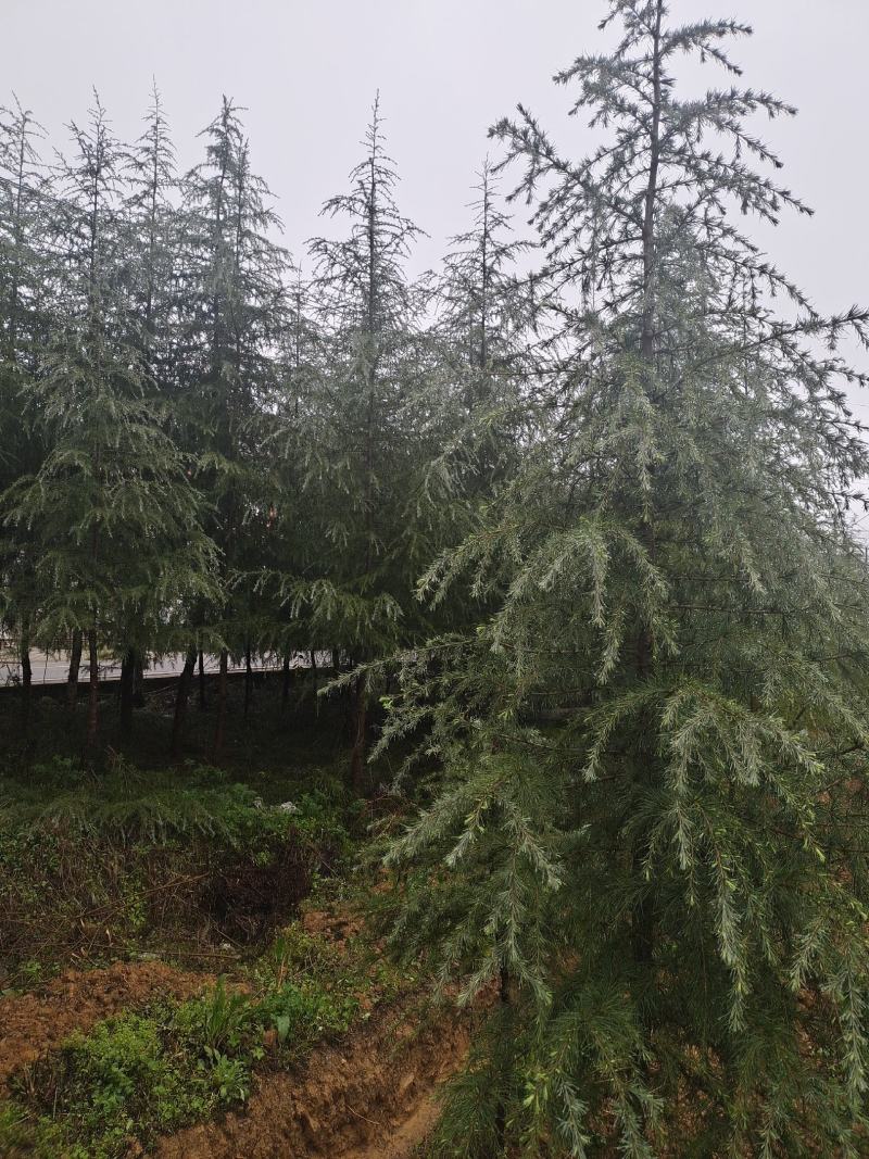 高度5米雪松（苗圃直供，树型好，价格实惠）