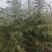 高度5米雪松（苗圃直供，树型好，价格实惠）