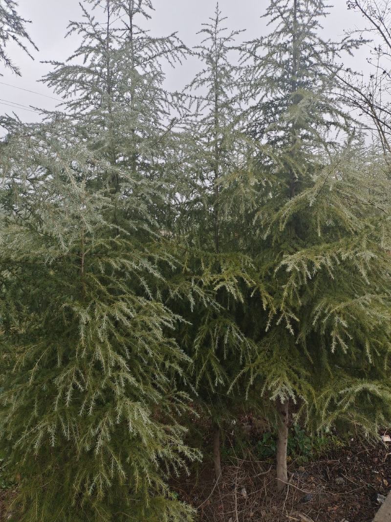 高度5米雪松（苗圃直供，树型好，价格实惠）