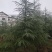 高度5米雪松（苗圃直供，树型好，价格实惠）