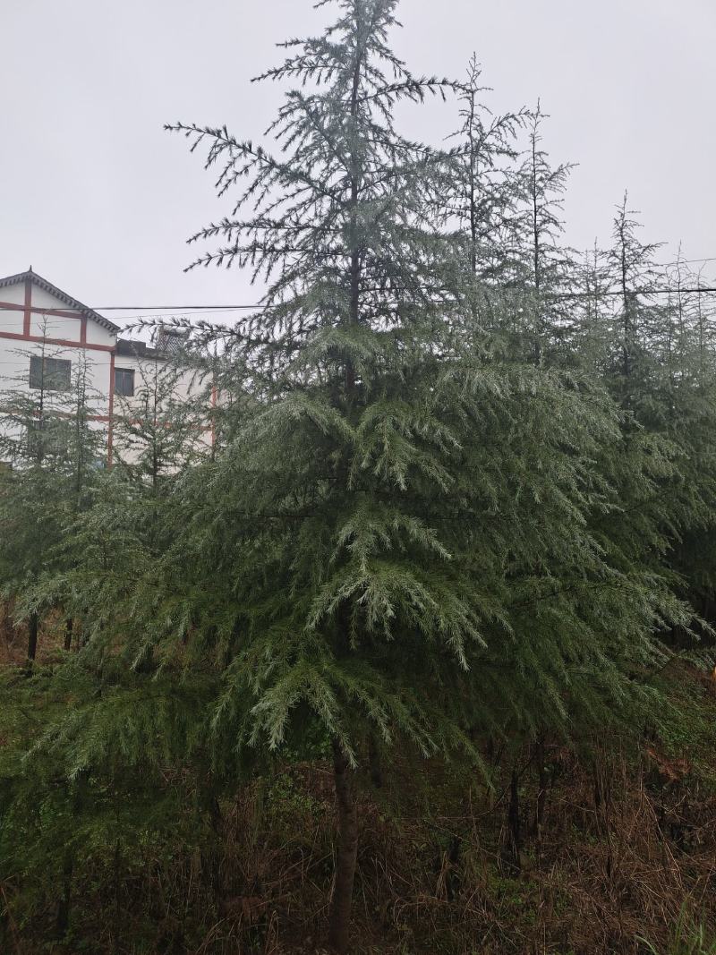 高度5米雪松（苗圃直供，树型好，价格实惠）