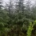 高度5米雪松（苗圃直供，树型好，价格实惠）