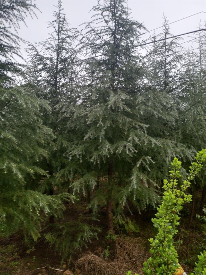 高度5米雪松（苗圃直供，树型好，价格实惠）