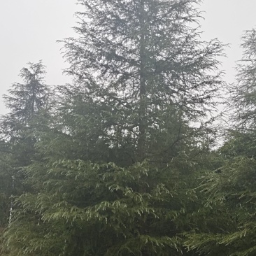 高度10米雪松（苗圃直供，树型好，价格实惠）