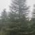 高度10米雪松（苗圃直供，树型好，价格实惠）