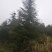 高度10米雪松（苗圃直供，树型好，价格实惠）