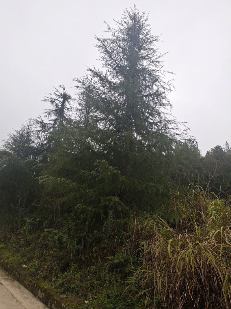 高度10米雪松（苗圃直供，树型好，价格实惠）