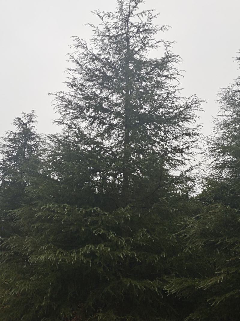 高度10米雪松（苗圃直供，树型好，价格实惠）