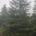高度10米雪松（苗圃直供，树型好，价格实惠）