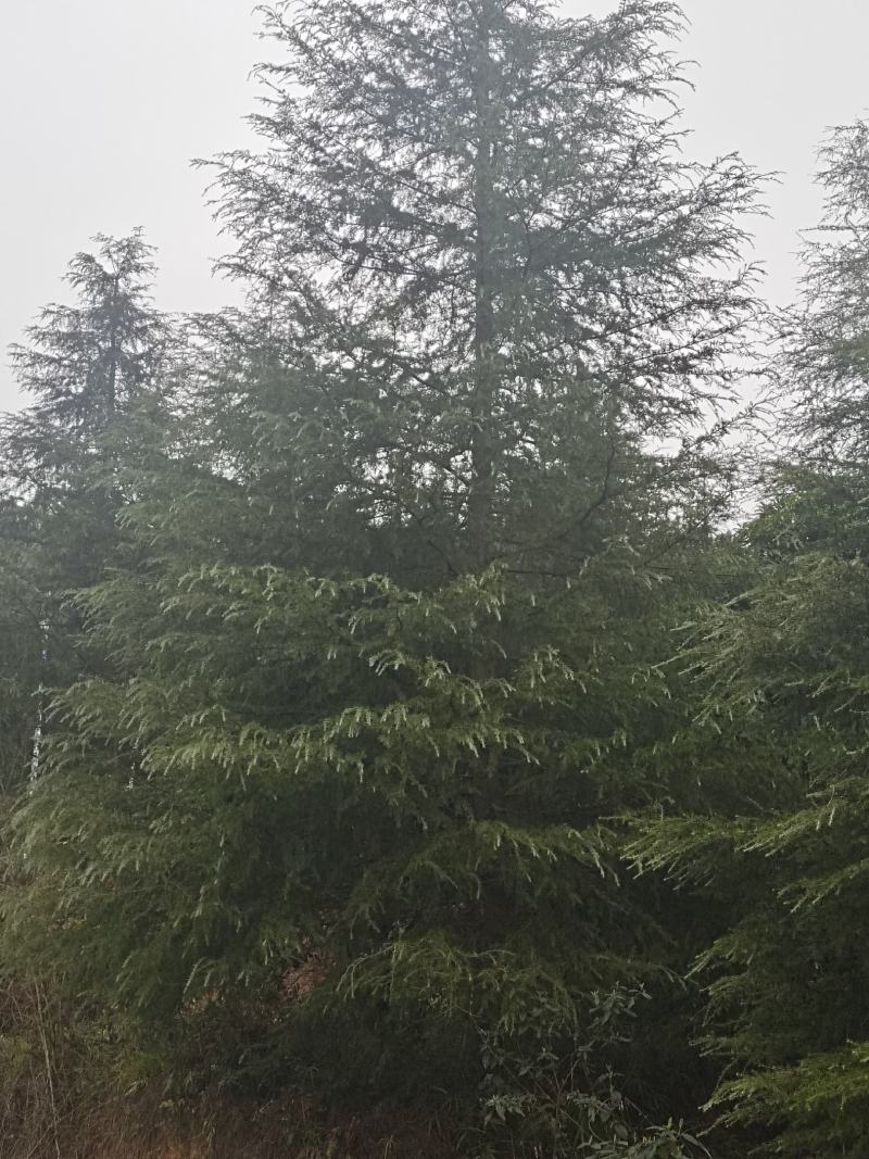 高度10米雪松（苗圃直供，树型好，价格实惠）