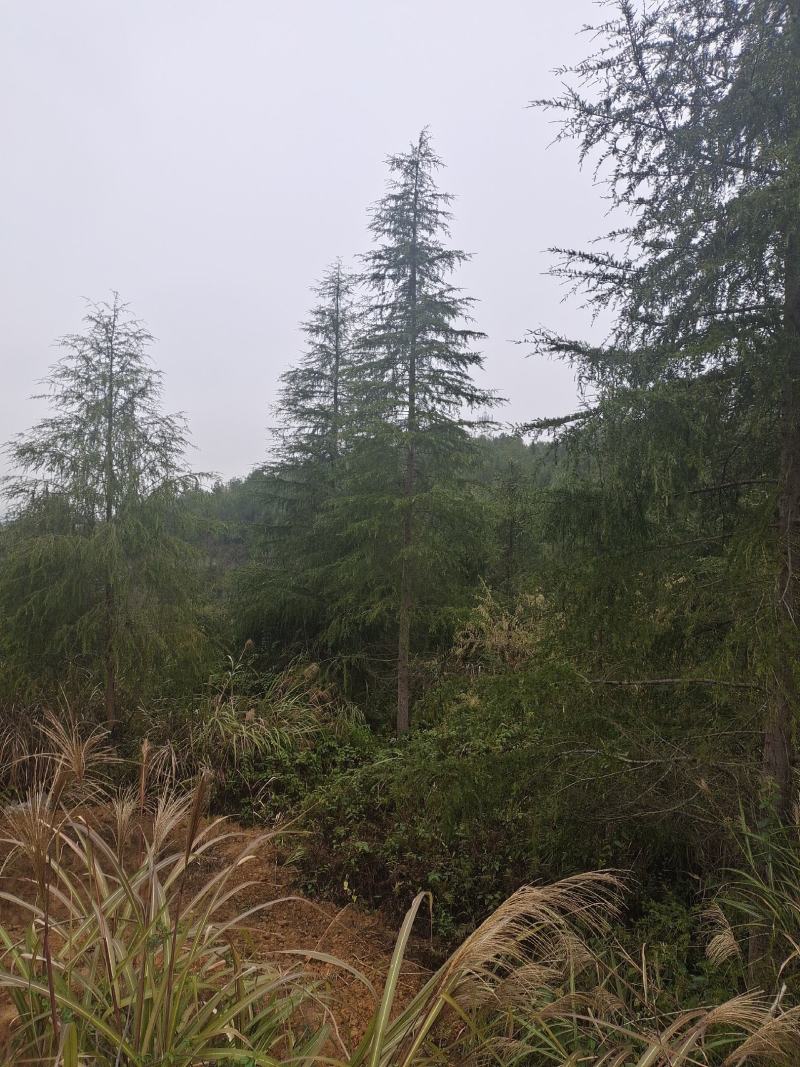 高度10米雪松（苗圃直供，树型好，价格实惠）