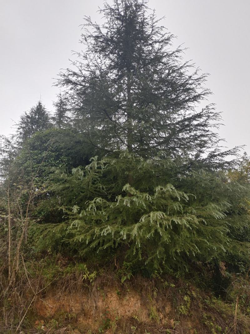 高度10米雪松（苗圃直供，树型好，价格实惠）