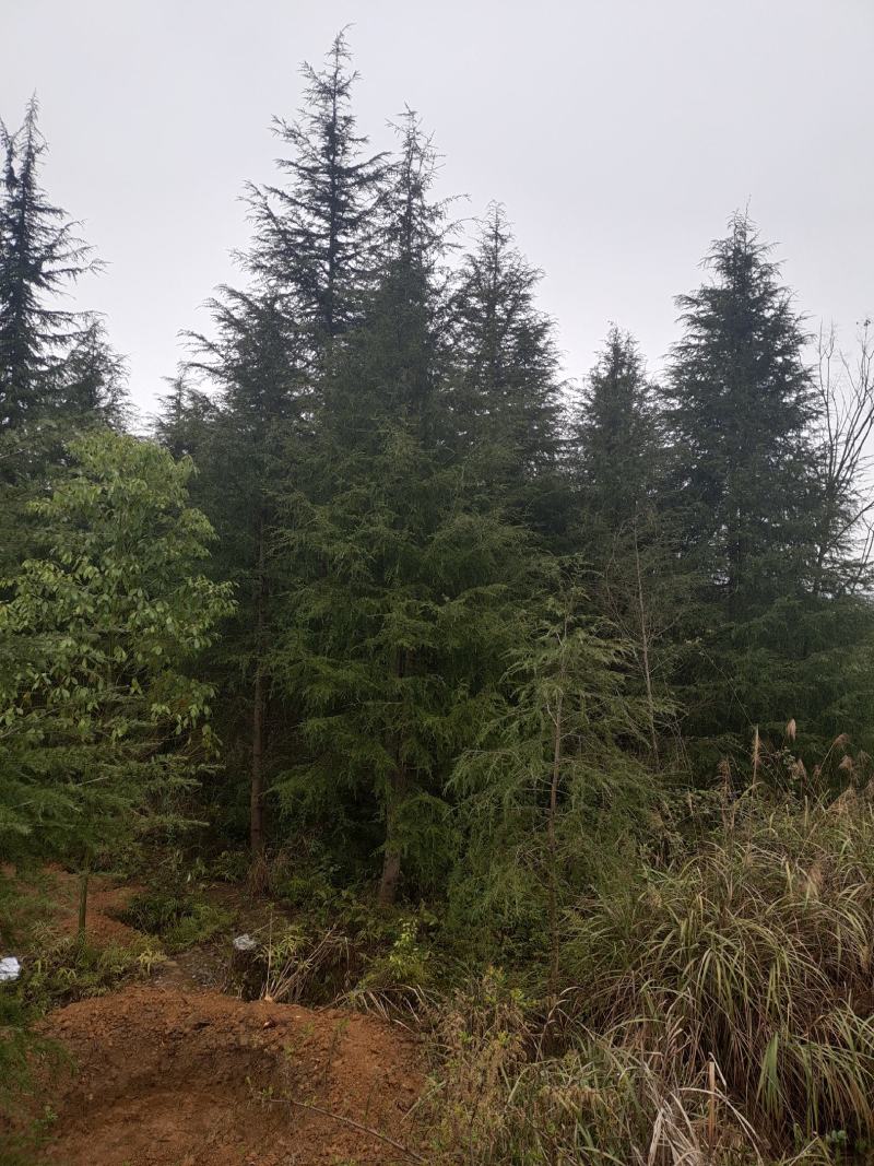 高度10米雪松（苗圃直供，树型好，价格实惠）