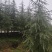 高度10米雪松（苗圃直供，树型好，价格实惠）
