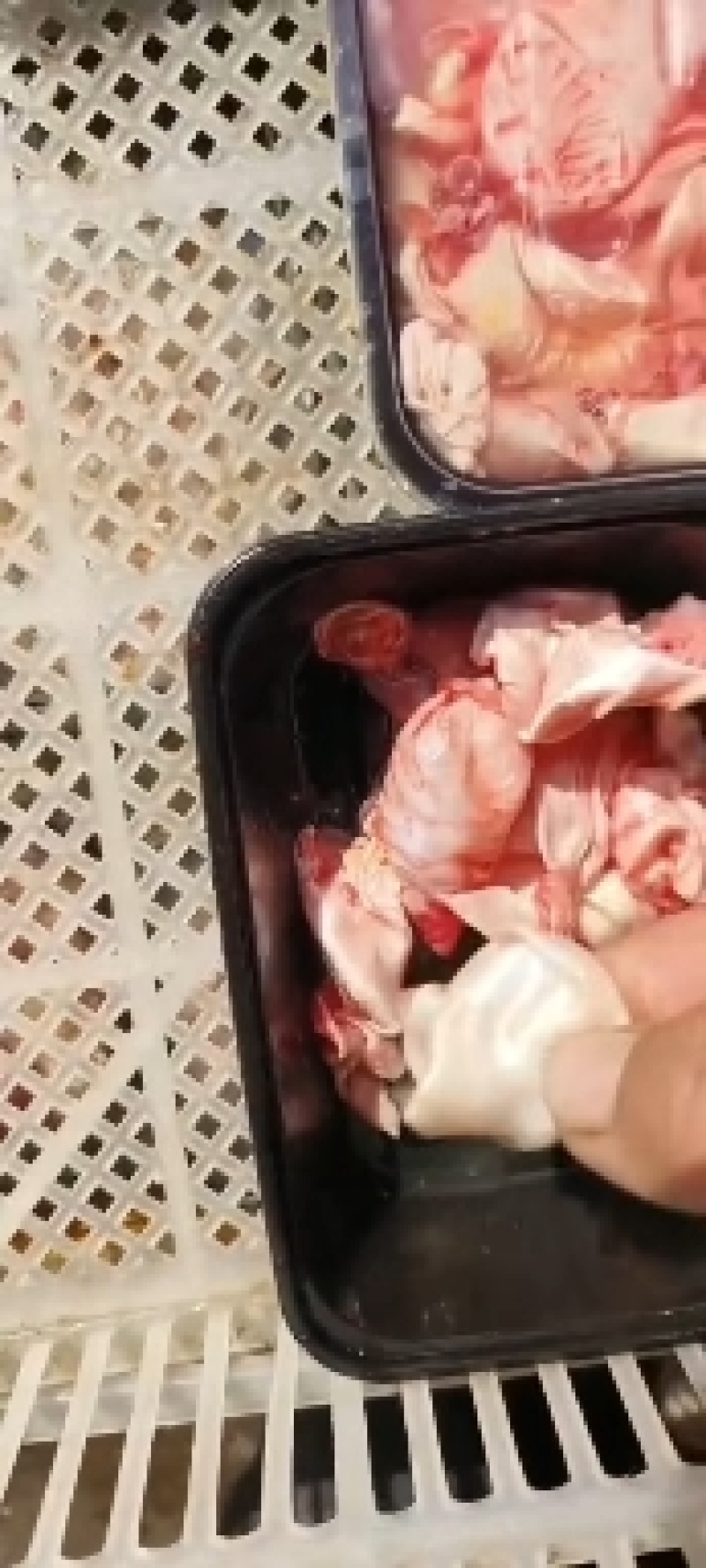 新鲜鱼泡，量大