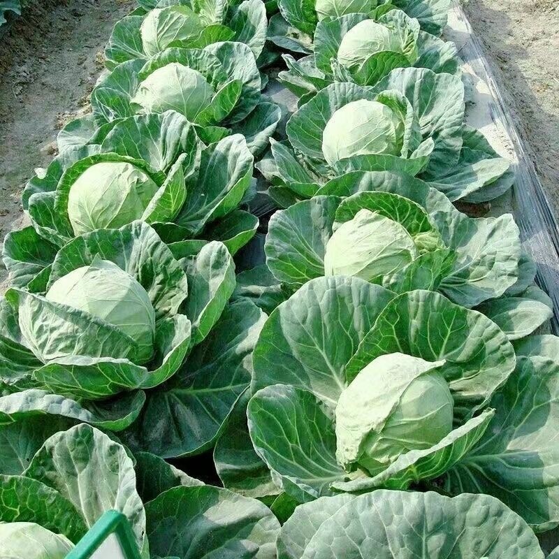 精品福建漳州包菜，圆包菜，边贸菜现摘现卖一手货源充足