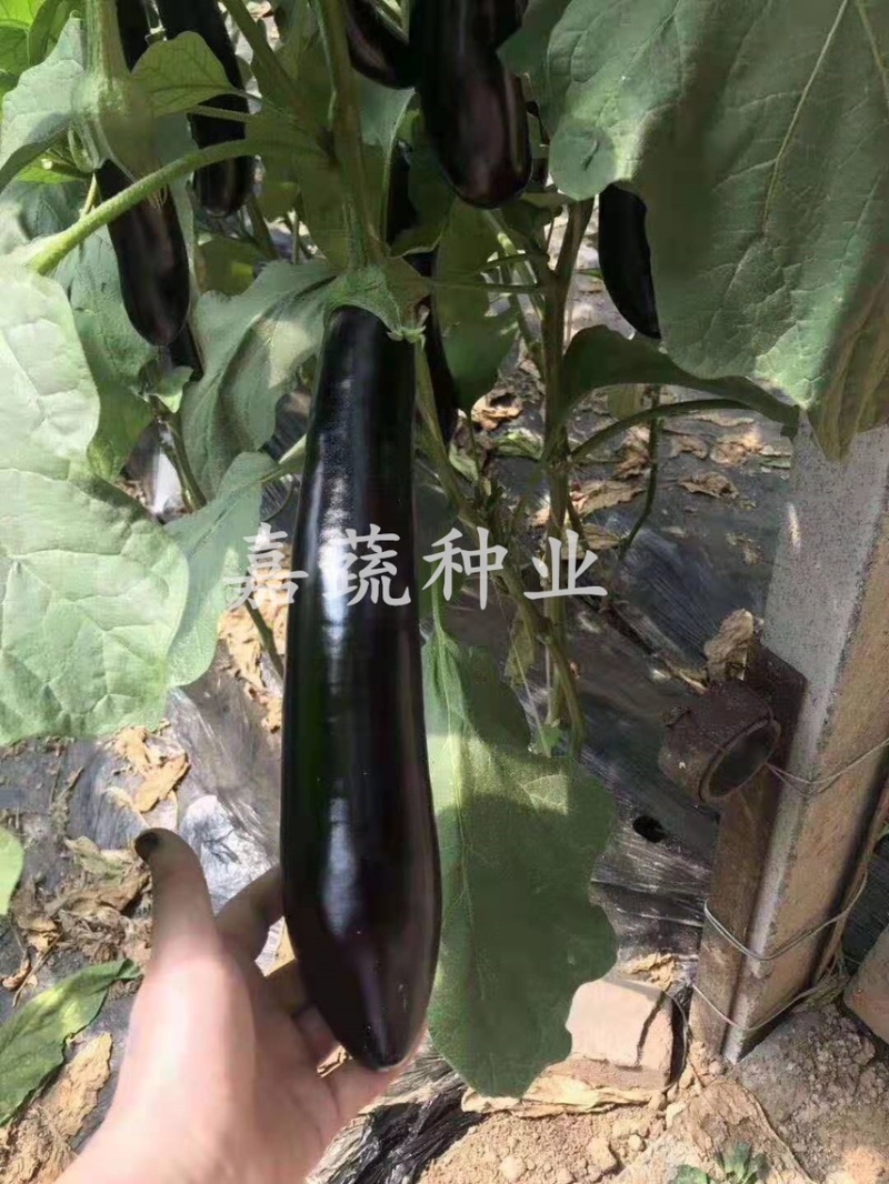 长茄苗，嫁接绿把长茄苗，布利塔765长茄苗，紫黑长茄