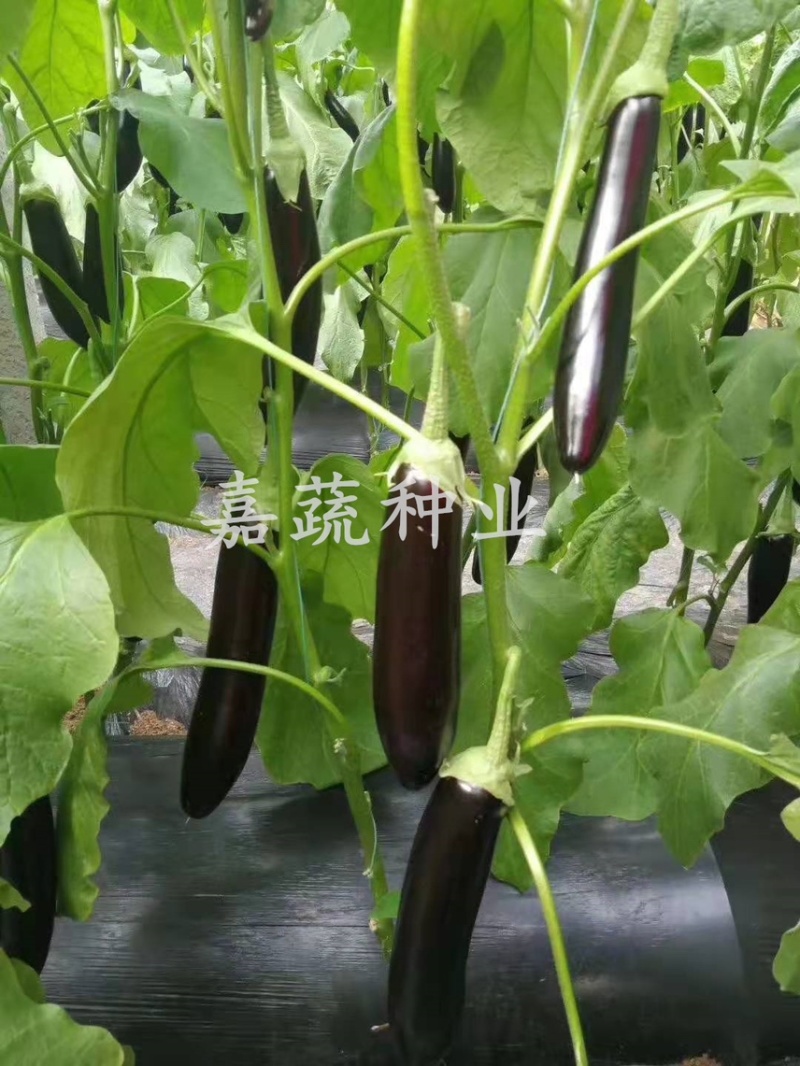 长茄苗，嫁接绿把长茄苗，布利塔765长茄苗，紫黑长茄
