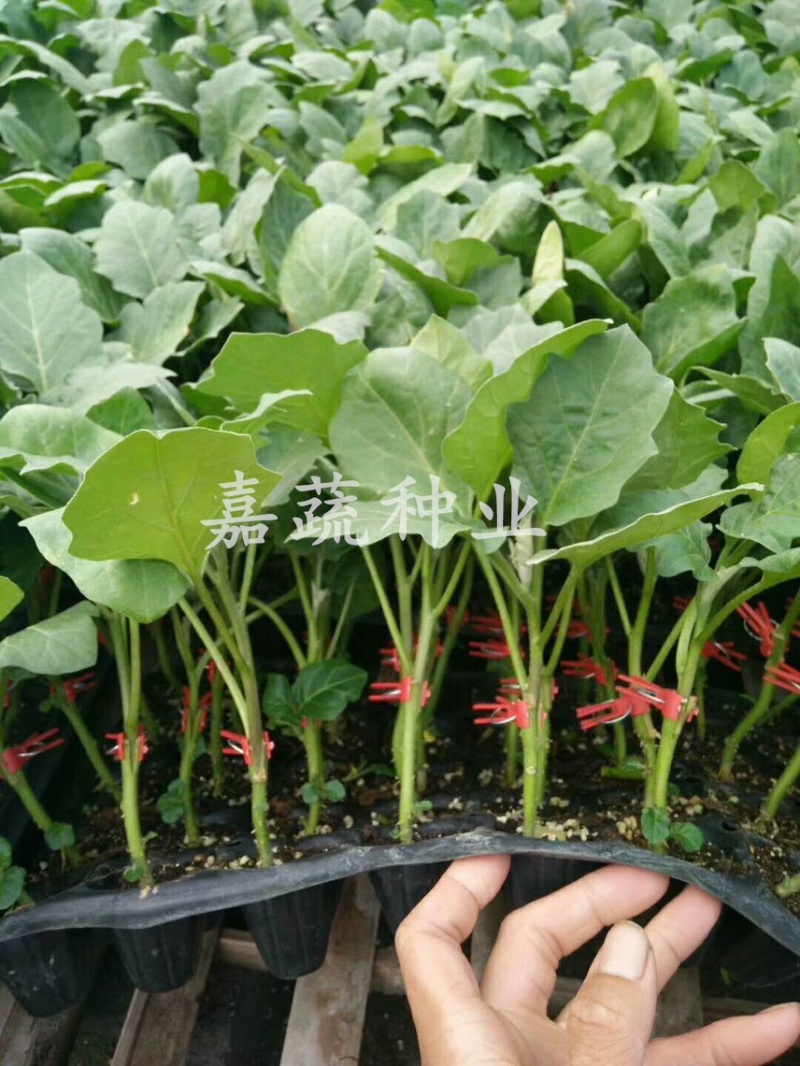 长茄苗，嫁接绿把长茄苗，布利塔765长茄苗，紫黑长茄