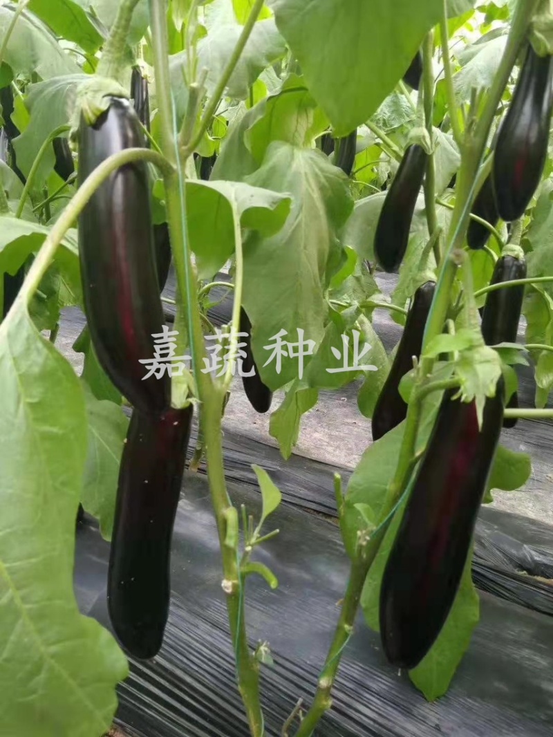 长茄苗，嫁接绿把长茄苗，布利塔765长茄苗，紫黑长茄