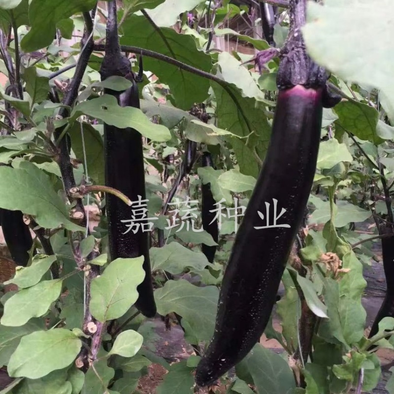 长茄苗，嫁接绿把长茄苗，布利塔765长茄苗，紫黑长茄