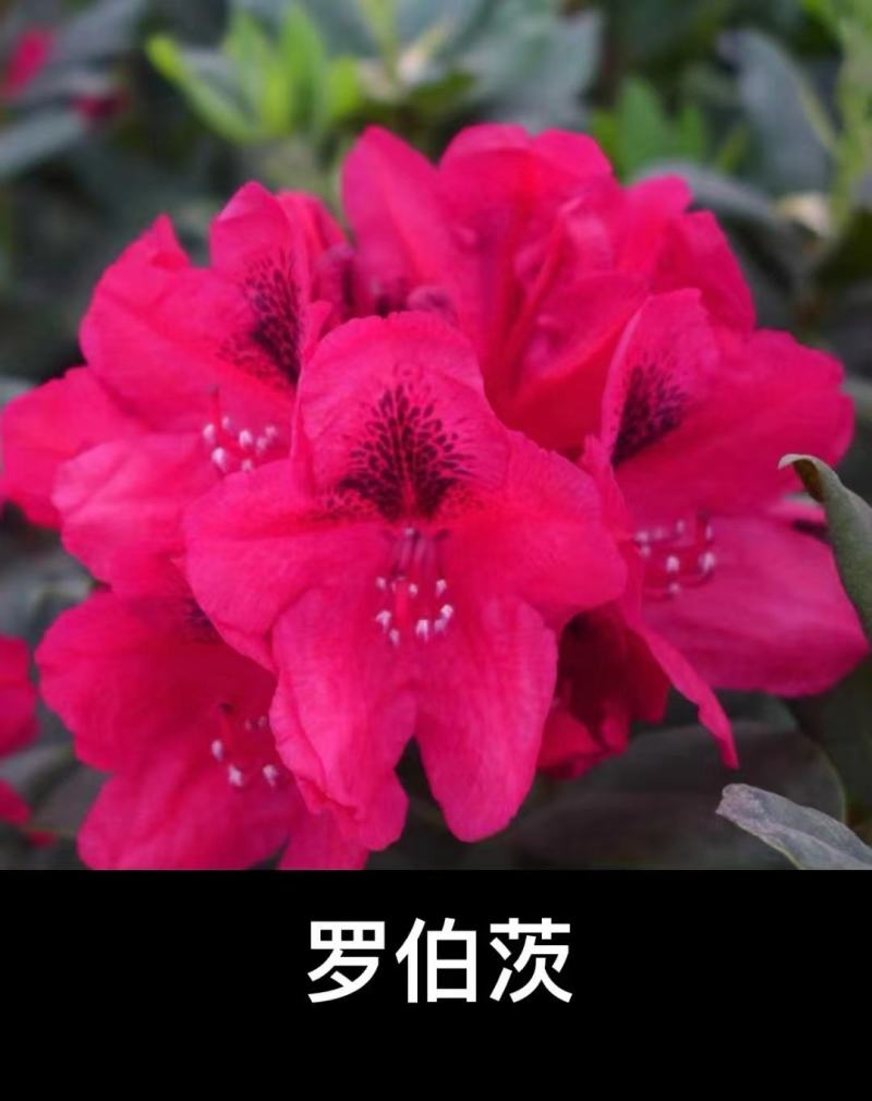 高山杜鹃欧洲进口品种多数量大接受预定，粉黛罗卜次