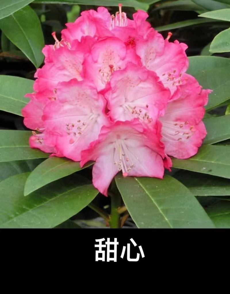 高山杜鹃欧洲进口品种多数量大接受预定，粉黛罗卜次