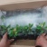 高山杜鹃欧洲进口品种多数量大接受预定，粉黛罗卜次