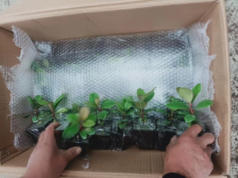 高山杜鹃欧洲进口品种多数量大接受预定，粉黛罗卜次